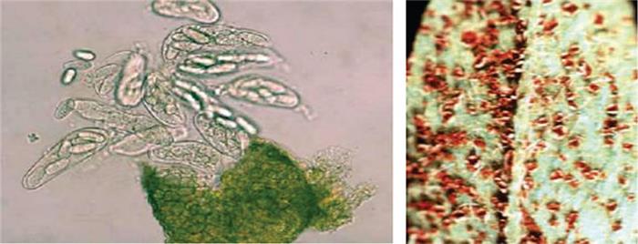 زنگ يونجه  (Alfalfa rust)